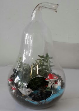 Armut orta boy cam terrarium  Ankara ubuk Cumhuriyet Mah. iekiler