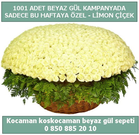 1001 adet beyaz gl sepeti zel kampanyada  Ankara Akbayr Mah. ubuk iek gnder