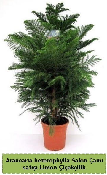 Salon am Sat Araucaria heterophylla  Ankara Atatrk Mah. ubuk iek sat 