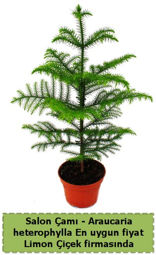 Araucaria heterophylla Salon am tek dall  Ankara Atatrk Mah. ubuk iek sat 