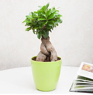 Ficus Ginseng Bonsai  Ankara Cumhuriyet mah. ubuk 14 ubat sevgililer gn iek 