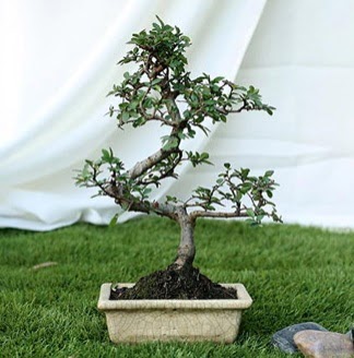 Fashionable Ulmus S Shape Bonsai thal  ubuk Karaman Mah. Ankara iek siparii 