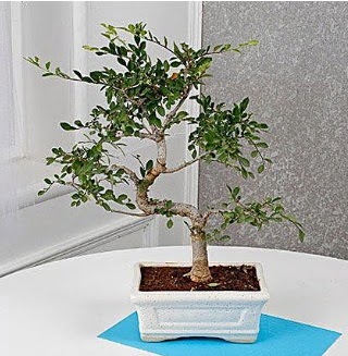 Unique Ulmus S Shaped Bonsai  Ankara ubuk iek online iek siparii 