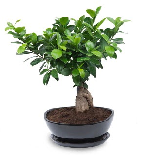 Ginseng bonsai aac zel ithal rn  Ankara ubuk Gkedere Mah. iek sat 