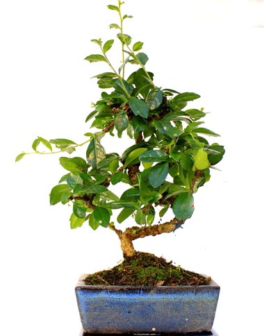 Bonsai Minyatr Aa Bonzai S Gvde  Ankara ubuk Gkedere Mah. iek sat 