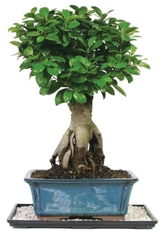 Bonsai Ginsing Grafted Ficus Bonsai  Ankara ubuk Akkuzulu Mah. iek yolla