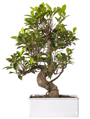 Exotic Green S Gvde 6 Year Ficus Bonsai  Ankara Akbayr Mah. ubuk iek gnder