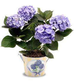  Ankara ubuk Kapakl Mah. anneler gn iek yolla  Hydrangea Plant ortanca