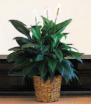  Ankara ubuk iek online iek siparii  Large Spathiphyllum