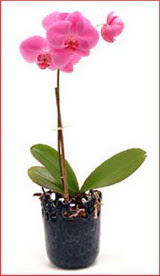  Ankara Yldrm Beyazt Mah. iek maazas , ieki adresleri  Phalaenopsis Orchid Plant