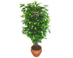 Ficus Benjamin 1,50 cm   Ankara ubuk Kapakl Mah. anneler gn iek yolla 