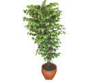 Ficus zel Starlight 1,75 cm   ubuk mamhseyin Mah. Ankara cicek , cicekci 