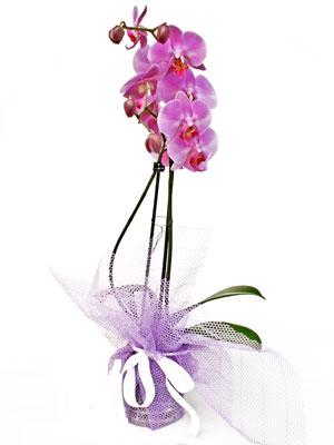  Ankara ubuk Kapakl Mah. anneler gn iek yolla  Kaliteli ithal saksida orkide