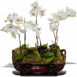 Ankara Barbaros Mah. ubuk iek , ieki , iekilik  Sepet ierisinde saksi canli 3 adet orkide