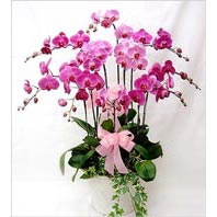  Ankara Yavuz Selim Mah. ubuk cicekciler , cicek siparisi  3 adet saksi orkide  - ithal cins -