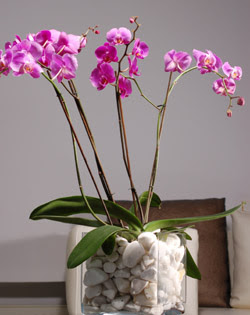  Ankara ubuk Fatih Mah. iek siparii sitesi  2 dal orkide cam yada mika vazo ierisinde