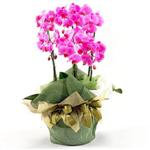  Ankara ubuk Cumhuriyet Mah. iekiler 2 dal orkide , 2 kkl orkide - saksi iegidir