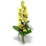  Ankara ubuk Cumhuriyet Mah. iekiler cam vazo ierisinde tek dal canli orkide