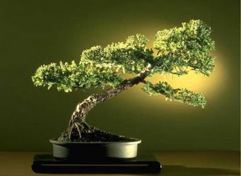 ithal bonsai saksi iegi  Ankara Esenboa Merkez Mah. ubuk Dumlupnar Mah. ieki maazas 