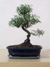 ithal bonsai saksi iegi  Ankara yldrm beyazt Mah. ubuk iek siparii