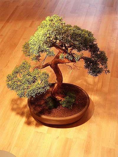 ithal bonsai saksi iegi  Ankara Yldrm Beyazt Mah. iek maazas , ieki adresleri 