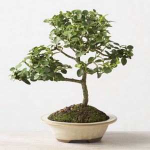 ithal bonsai saksi iegi  Ankara ubuk iek online iek siparii 
