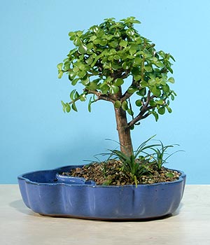 ithal bonsai saksi iegi  Ankara ubuk Gldarp Mah. iekiler 