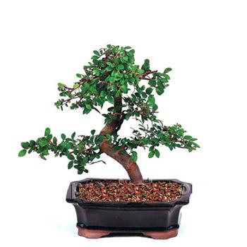 ithal bonsai saksi iegi  Ankara yldrm beyazt Mah. ubuk iek siparii
