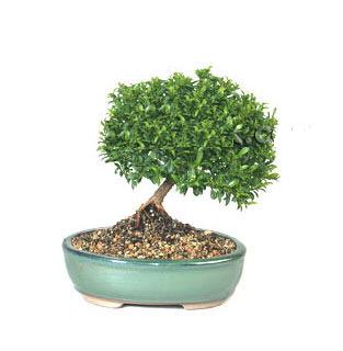 ithal bonsai saksi iegi  Ankara Yavuz Selim Mah. ubuk cicekciler , cicek siparisi 