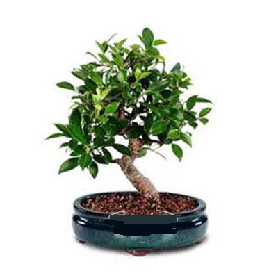 ithal bonsai saksi iegi  Ankara ubuk Fatih Mah. iek siparii sitesi 