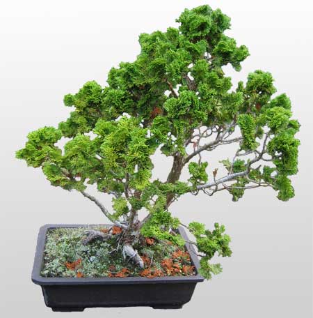 ithal bonsai saksi iegi  Ankara ubuk Cumhuriyet Mah. iekiler