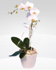 1 dall orkide saks iei  Ankara Gmyayla Mah. ubuk online ieki , iek siparii 