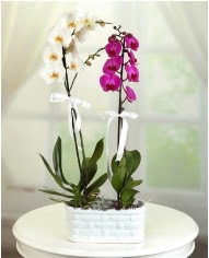 1 dal beyaz 1 dal mor yerli orkide saksda  Ankara Karaaa Mah. ubuk iek servisi , ieki adresleri 