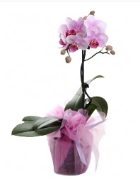 1 dal pembe orkide saks iei  Ankara ubuk kaliteli taze ve ucuz iekler 