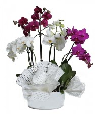 4 dal mor orkide 2 dal beyaz orkide  Ankara ubuk Kapakl Mah. anneler gn iek yolla 
