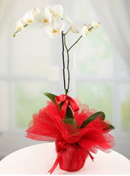 1 dal beyaz orkide saks iei  ubuk Karaman Mah. Ankara iek siparii 