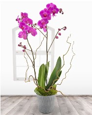 2 dall mor orkide saks iei  Ankara ubuk Camili Mah. ucuz iek gnder 