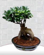 saks iei japon aac bonsai  Ankara ubuk kaliteli taze ve ucuz iekler 