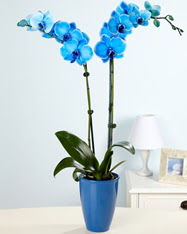 Esiz bir hediye 2 dall mavi orkide  Ankara Yavuz Selim Mah. ubuk cicekciler , cicek siparisi 