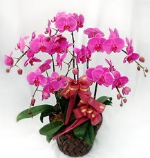 6 Dall mor orkide iei  Ankara ubuk Kapakl Mah. anneler gn iek yolla 