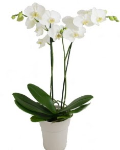 2 dall beyaz orkide  Ankara Melikah Mah. ubuk ieki adresleri telefonlar