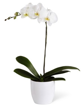 1 dall beyaz orkide  Ankara Cumhuriyet mah. ubuk 14 ubat sevgililer gn iek 