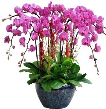 9 dall mor orkide  Ankara Cumhuriyet mah. ubuk 14 ubat sevgililer gn iek 