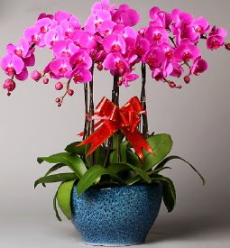 7 dall mor orkide  Ankara ubuk iek online iek siparii 