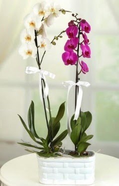 1 mor 1 dal beyaz thal orkide sepet ierisinde  Ankara Yldrm Beyazt Mah. iek maazas , ieki adresleri 