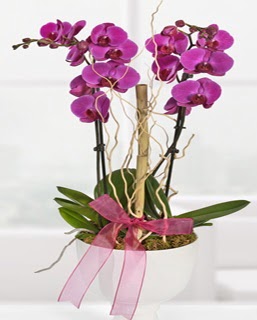 2 dall nmor orkide  Ankara ubuk Kapakl Mah. anneler gn iek yolla 