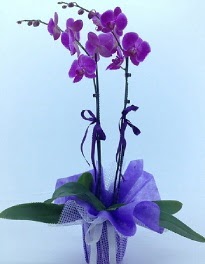 2 dall mor orkide  Ankara ubuk kaliteli taze ve ucuz iekler 