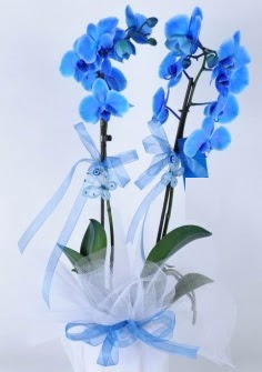 2 dall mavi orkide  Ankara ubuk Gkedere Mah. iek sat 