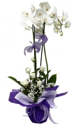 2 dall beyaz orkide 5 adet beyaz gl  Ankara Esenboa Merkez Mah. ubuk Dumlupnar Mah. ieki maazas 