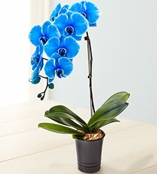 1 dall sper esiz mavi orkide  Ankara Yldrm Beyazt Mah. iek maazas , ieki adresleri 